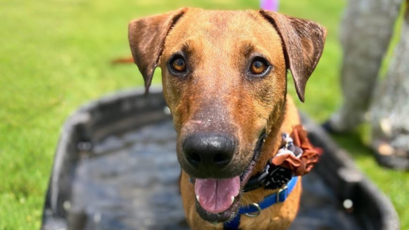 Pet of the Week: Sweet Boy